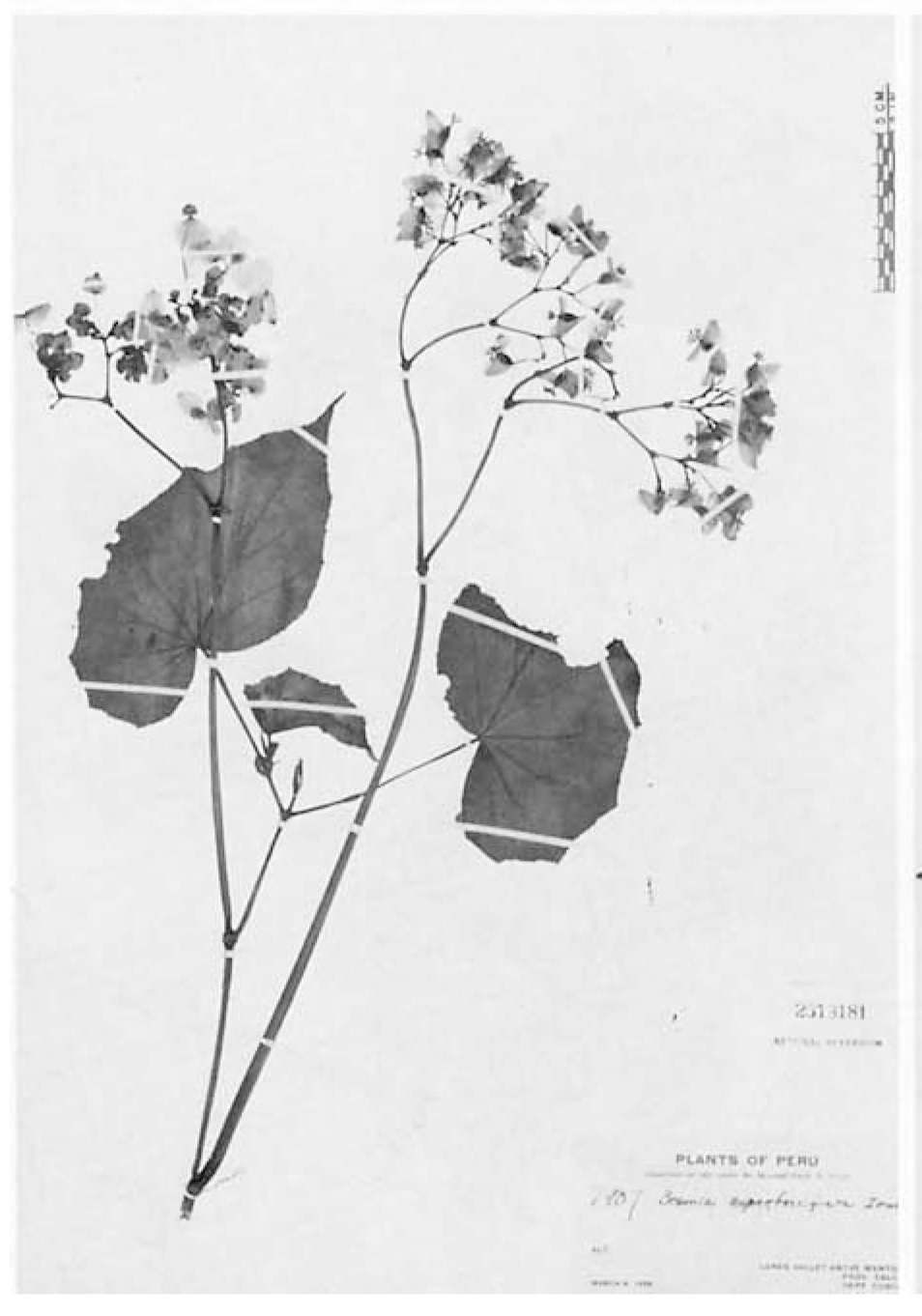 B. suprafastigiata